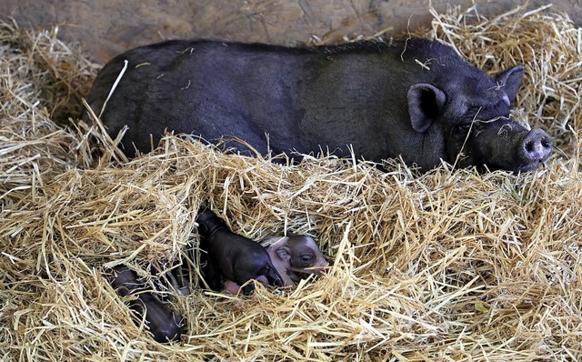 Gensslich liegt die herrenlose Hngeb...rhilfsverein nach Ichenheim gebracht.   | Foto: Christoph Breithaupt, privat