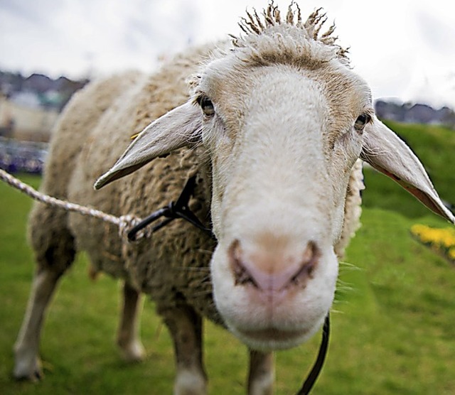Schafe gehren zu den betroffenen Tieren    | Foto: dpa
