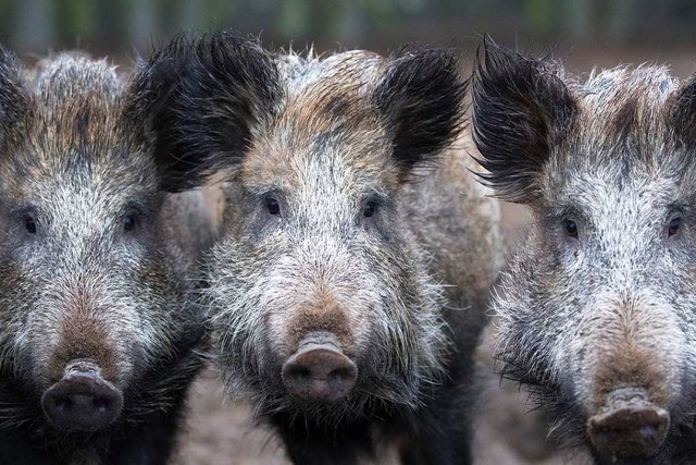 Wildschweine knnen die Afrikanische Schweinepest bertragen (Symbolbild).  | Foto: dpa