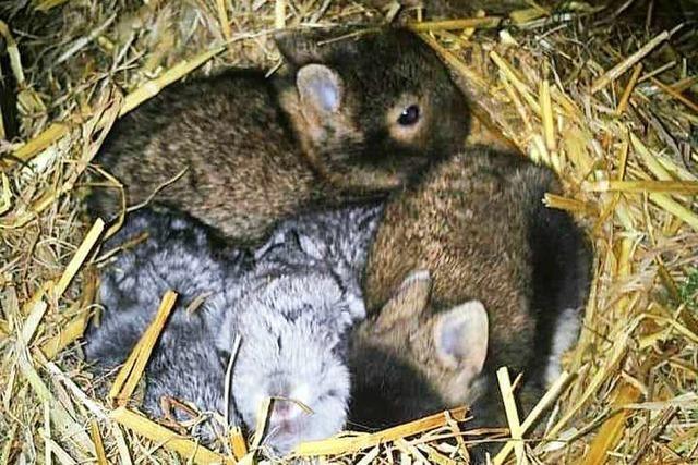 Grenzach-Wyhlen: Sechs Kaninchen aus Stall gestohlen