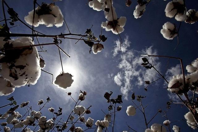 Bio-Baumwolle ist groß im Kommen