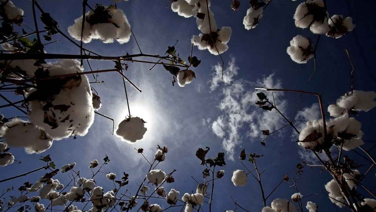 Daraus werden Jeans, Shirts, Unterw�sche, Handt�cher oder Bettbez�ge.   | Foto: dpa