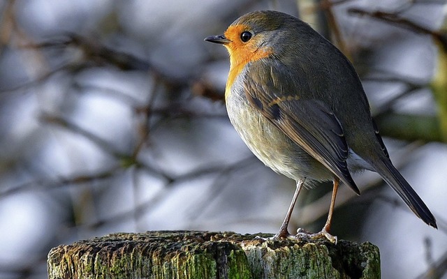 Noch bis Sonntag ist Wintervogelzhlun...lleicht sehen Sie ja ein Rotkehlchen?   | Foto:  dpa