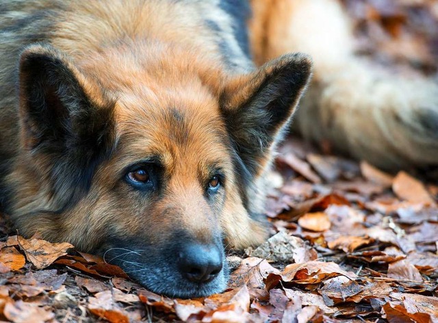 Fr Hunde &#8211; hier: ein Schferhun...sen die Halter eine Steuer entrichten.  | Foto: dpa