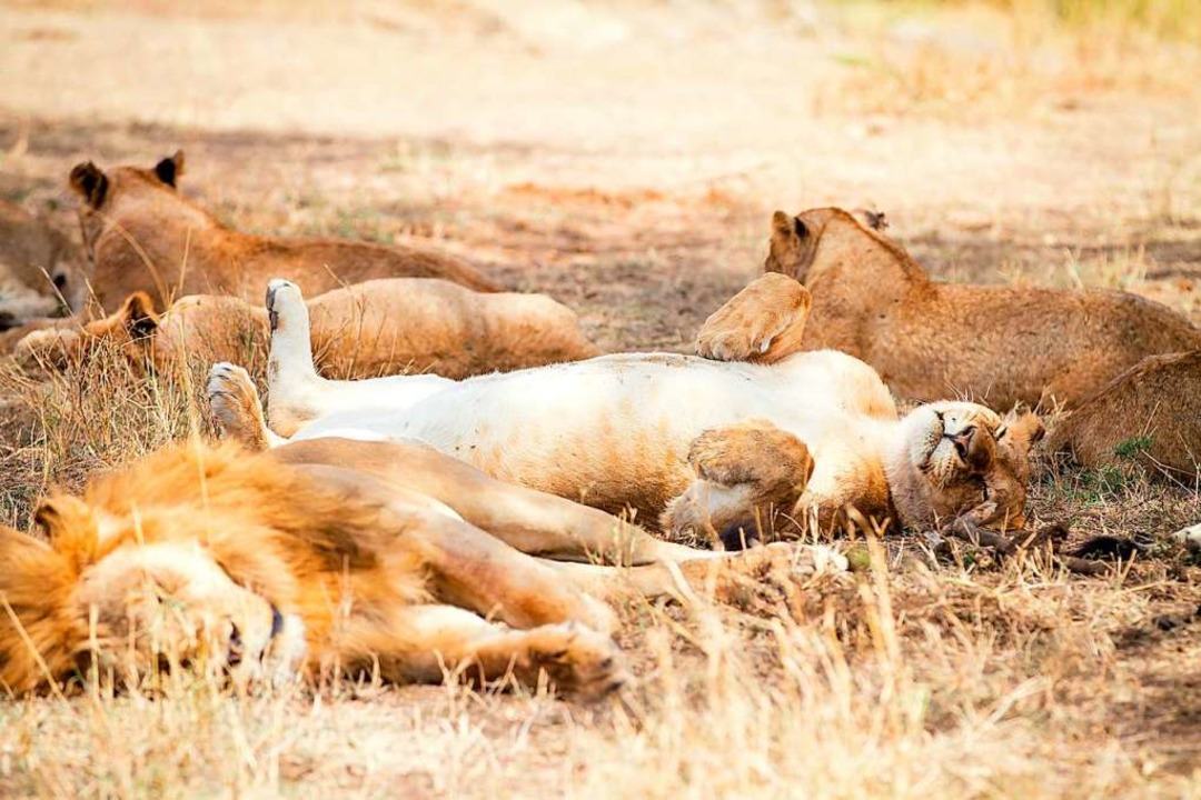 Die Einen Hoch Oben Die Anderen Im Knäuel So Schlafen Tiere Panorama Badische Zeitung 