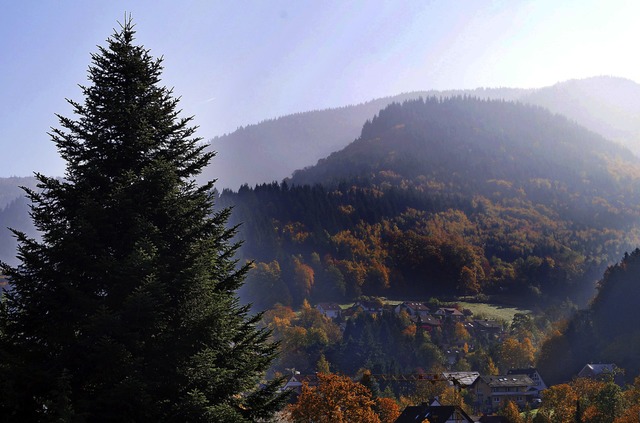 Ein Blick auf den Wald beim Ortsteil  ...age auf dem Holzmarkt verschlechtert.   | Foto: Silke Hartenstein