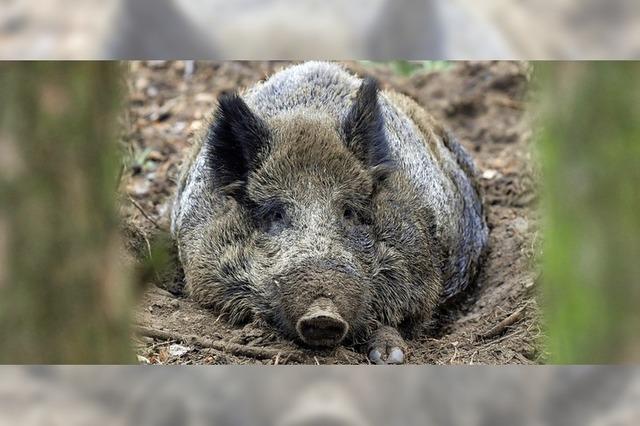 Am Samstag werden Wildschweine gejagt