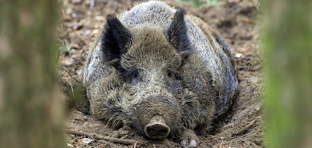 Vor allem Wildschweine haben die Jger...agvormittag im Rttlerwald im Visier.   | Foto: dpa