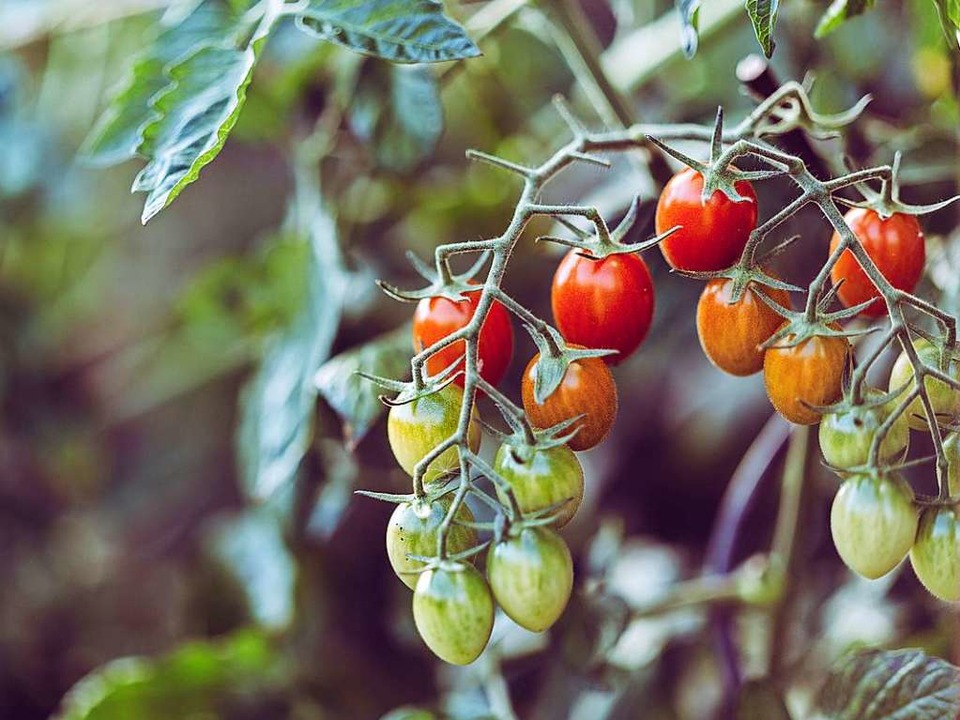 Tomaten aus dem eigenen Garten: Warum nicht?  | Foto: Markus Spiske (Unsplash)