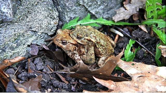 Huckepack geht es zum Laichgewsser, u...weibchen, oben das kleinere Mnnchen.   | Foto: Verein