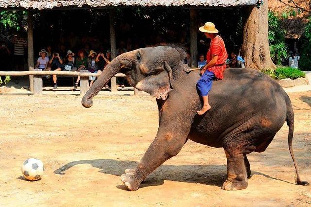 Reisen mit Verantwortung: Darf man noch auf Elefanten reiten?