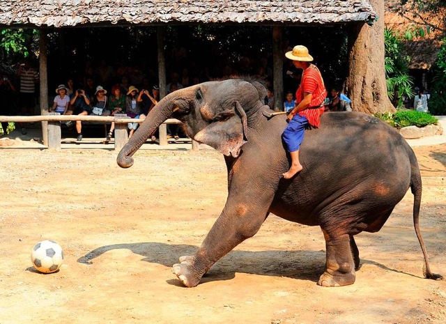 Was fr ein Spa!? Elefanten werden dafr geqult.  | Foto: dpa