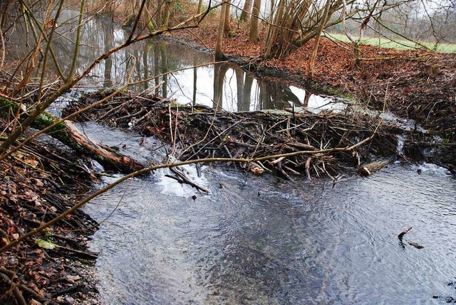 Mit einem Damm haben Biber einen Bachlauf im Gottenheimer Wald aufgestaut.  | Foto: Manfred Frietsch