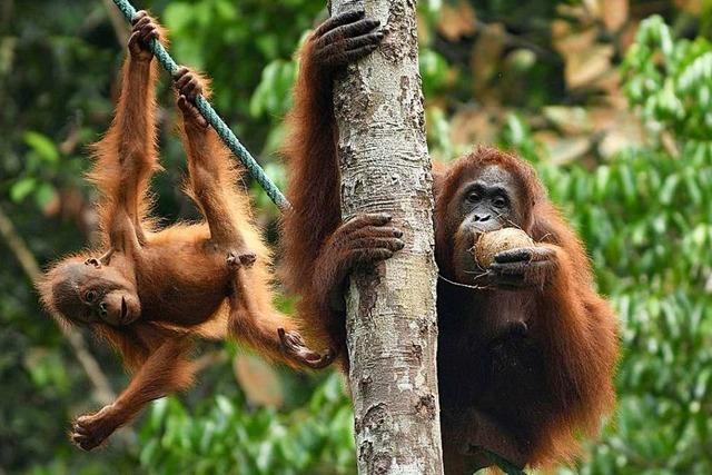 Noch gibt es Hoffnung für die Orang-Utans auf Borneo