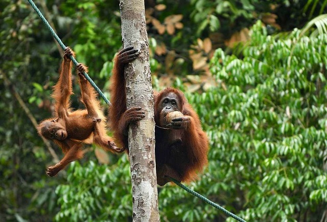 Mama und Nachwuchs im Semenggoh Wildlife Rehabilitation Centre auf Borneo  | Foto: Juliette Irmer
