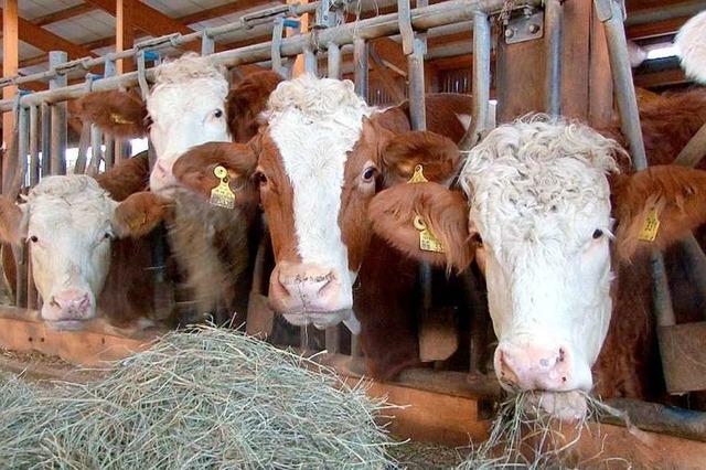 Blauzungen-Virus in drei Rinderhaltungsbetrieben im Kreis Lörrach entdeckt