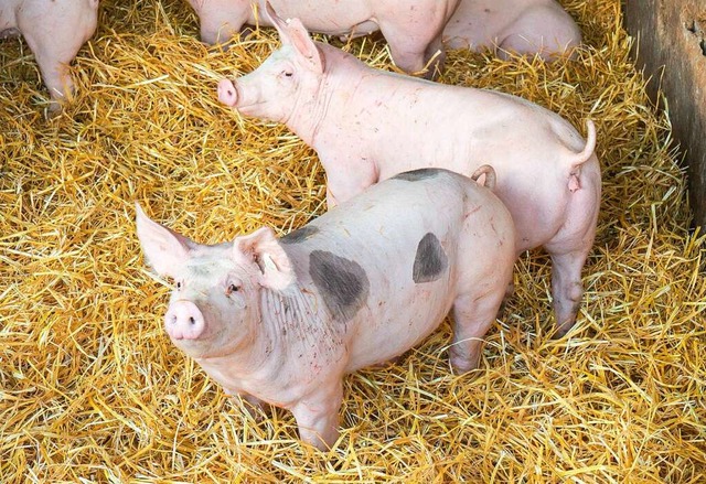 Die Schweine der Metzgerei Reichenbach leben artgerecht und haben viel Platz.  | Foto: Metzgerei Reichenbach