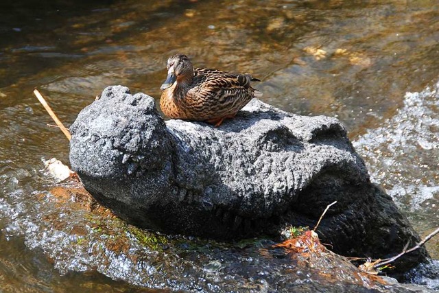 Ente auf Krokodil.  | Foto: Heinz Ney