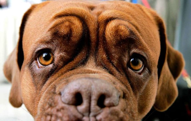 Hundeblick: Grwihls Hundehalter wehren sich gegen die Steuererhhung.  | Foto: dpa