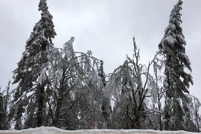 Landratsamt warnt nach Schnee und Regen vor Wald-Spaziergngen