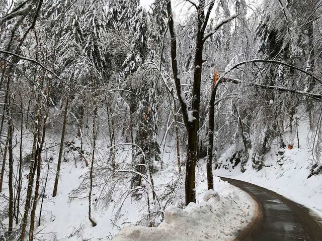 Baumstmme brachen: Schnee und Regen h...men in den Wldern ringsum zugesetzt.   | Foto: lra