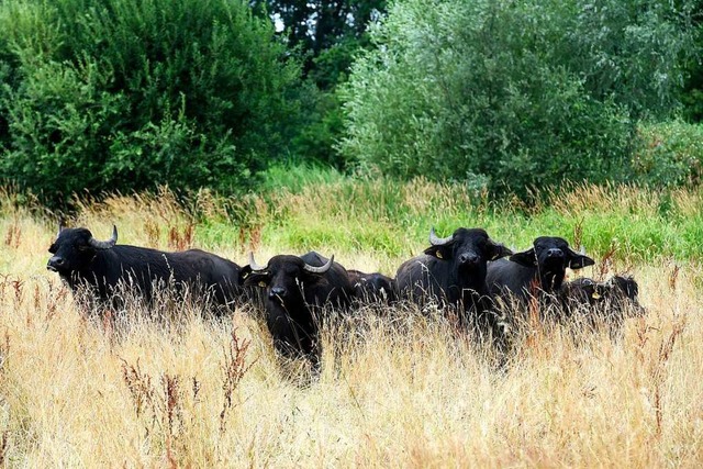 Landschaftspfleger mit Hrnern: Seit d...ffel im Naturschutzgebiet Rieselfeld.  | Foto: Thomas Kunz