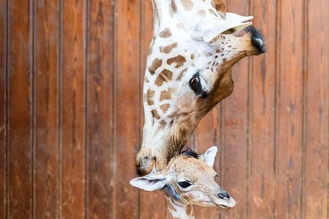 Nachwuchs bei den Kleinen Kudus und Kordofan-Giraffen im Basler Zoo