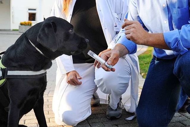 Der Hundefhrer Uwe Friedrich (r) lss...probe eines Lungepatienten schnffeln.  | Foto: dpa