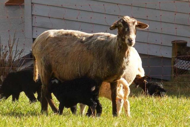Welches Tier hat in Grunern zwei Schafe gerissen?