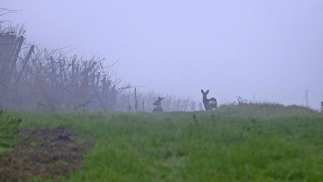 Rebanlagen sind kein ganz ungefhrliches Terrain fr Rehe.  | Foto: Martin Pfefferle