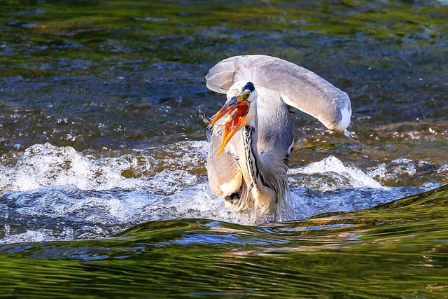 Graureiher auf Fischfang in der der Dreisam.  | Foto: Hans-Jrgen Strtt