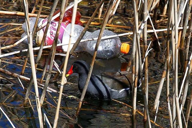 Plastikmll im Flckigersee  | Foto: Hans-Jrgen Strtt