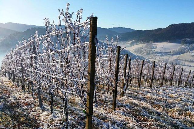 Glottertals Jungwinzer laden zum winterlichen Weinfest in den Reben