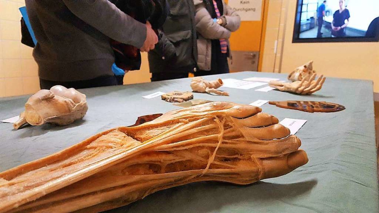 Präparate im Anatomischen Museum  | Foto: Claudia Förster