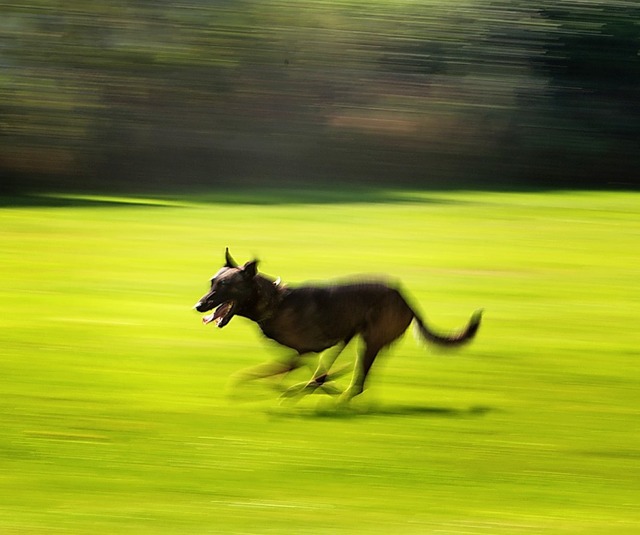 Aus den Schferhunden sollen Wach- und Schutzhunde werden.   | Foto: Symbolbild: Arno Burgi (dpa)