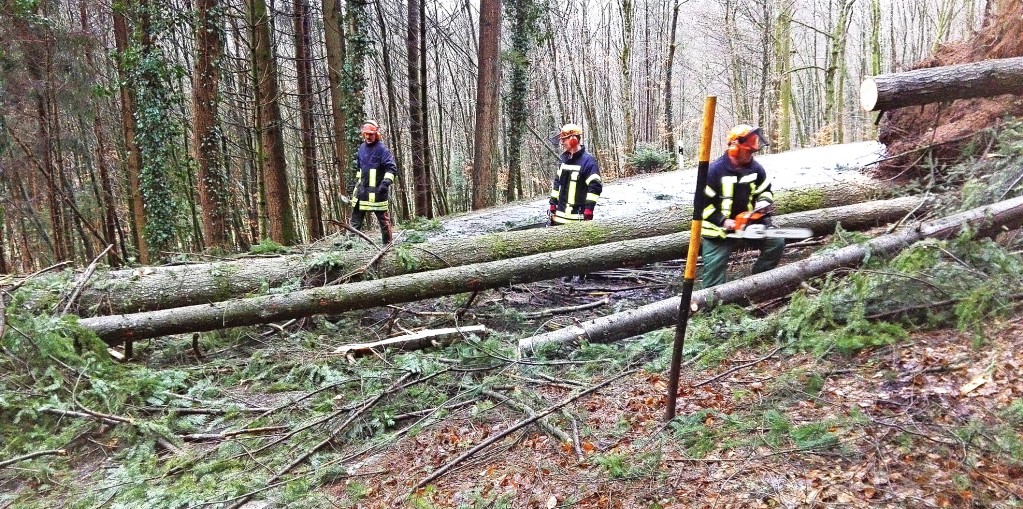 Umgestürzte Bäume Machen Arbeit - Steinen - Badische Zeitung