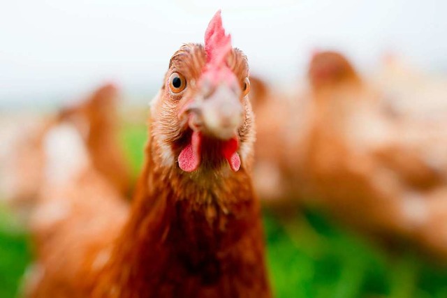 Braunes Huhn = braune Eier? Falsch gedacht!  | Foto: Julian Stratenschulte (dpa)