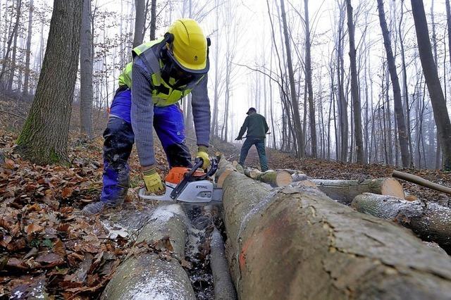 Wie es dem Wald in Merzhausen geht