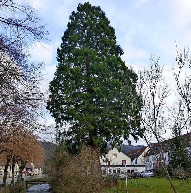 Dieser  Mammutbaum  soll fallen.     | Foto: Pfefferer Baumkultur