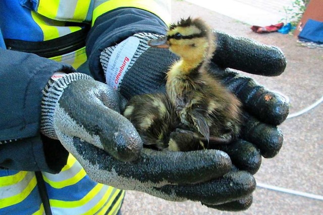 Auch Tierrettung gehrt zu den Aufgabe...e und Werkzeug ntig ist (Archivbild).  | Foto: Feuerwehr Offenburg