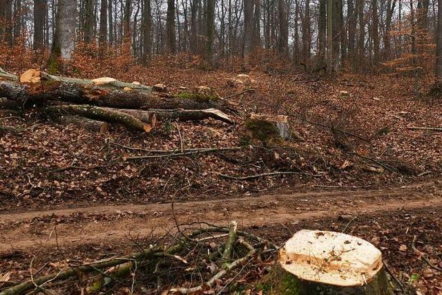 Streit um den Eichenwald: Stadt widerspricht Raubbau-Vorwürfen