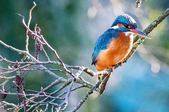 Die Eisvgel sind wieder im Basler Zoo gelandet