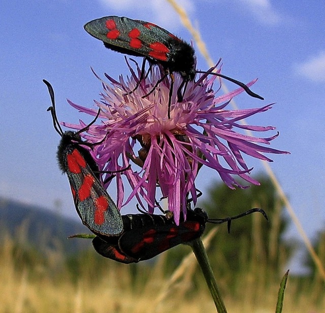 Futter fassen: Widderchen sitzen auf einer Wiesenflockenblume.    | Foto: VDN/Uta H.