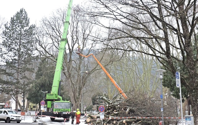 Ein Abschiedsbild vom Baum: Nach neuer.... Eine Ersatzpflanzung ist vorgesehen.  | Foto: Sylvia Sredniawa