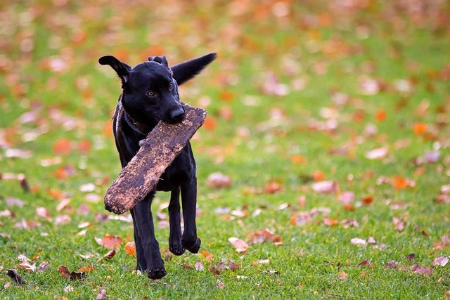 Fr  Hunde in Grwihl gilt die fr das... sieht das Landratsamt keinen Versto.  | Foto: Christian Charisius (DPA)