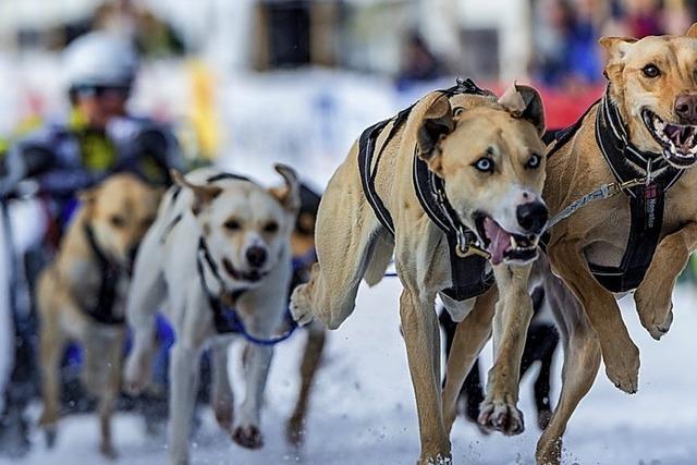 Schlittenhunderennen 2019 findet am kommenden Wochenende in Todtmoos statt