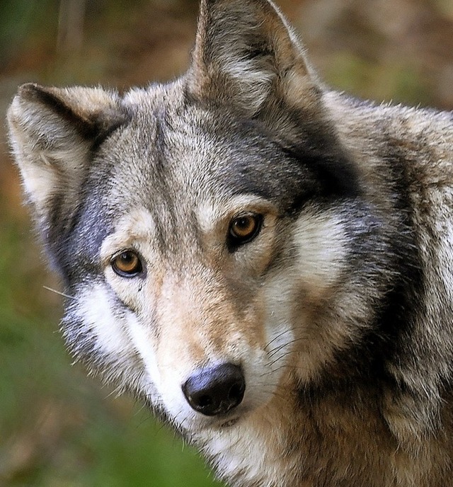 Der Wolf ist ein Jger.  | Foto: dpa