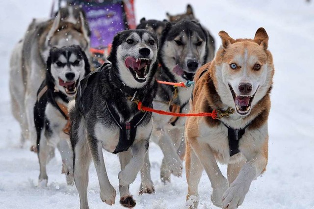 Mehr als 1000 Hunde werden beim Schlittenhunderennen an den Start gehen.  | Foto: dpa
