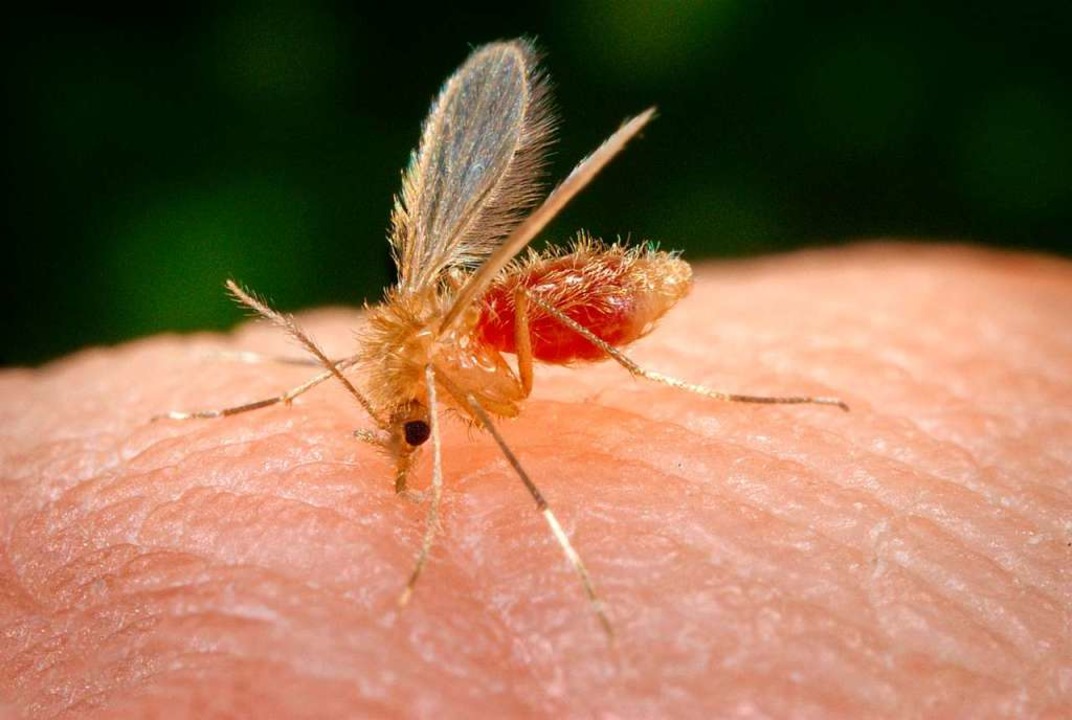 Die Sandmücke kann in heißen Ländern die Leishmania-Parasiten übertragen.  | Foto: Frank Collins/CDC
