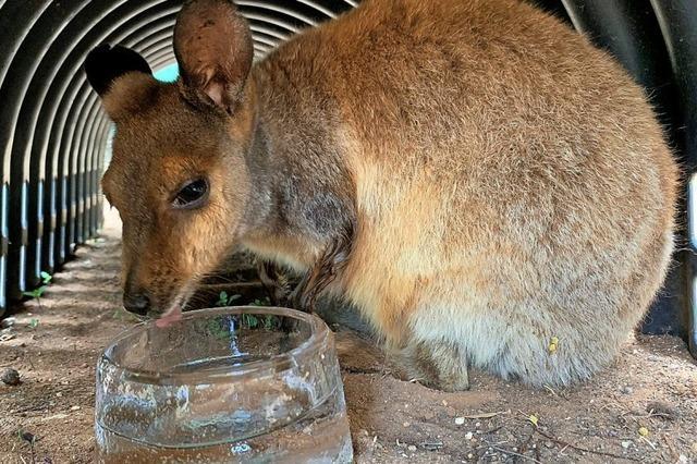 Eis gegen die Hitze in Australien